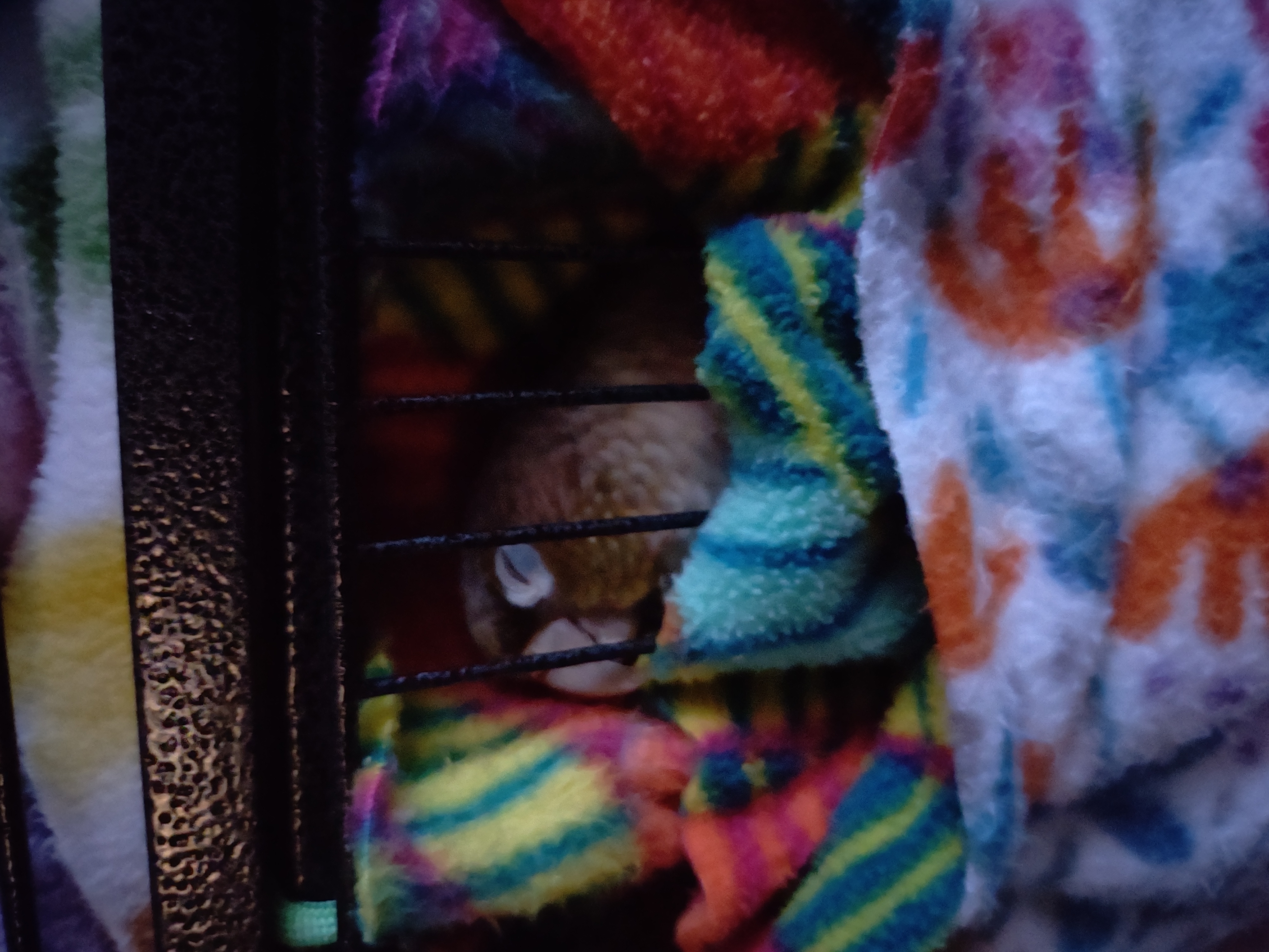 and yet another image of connor's beak through bars