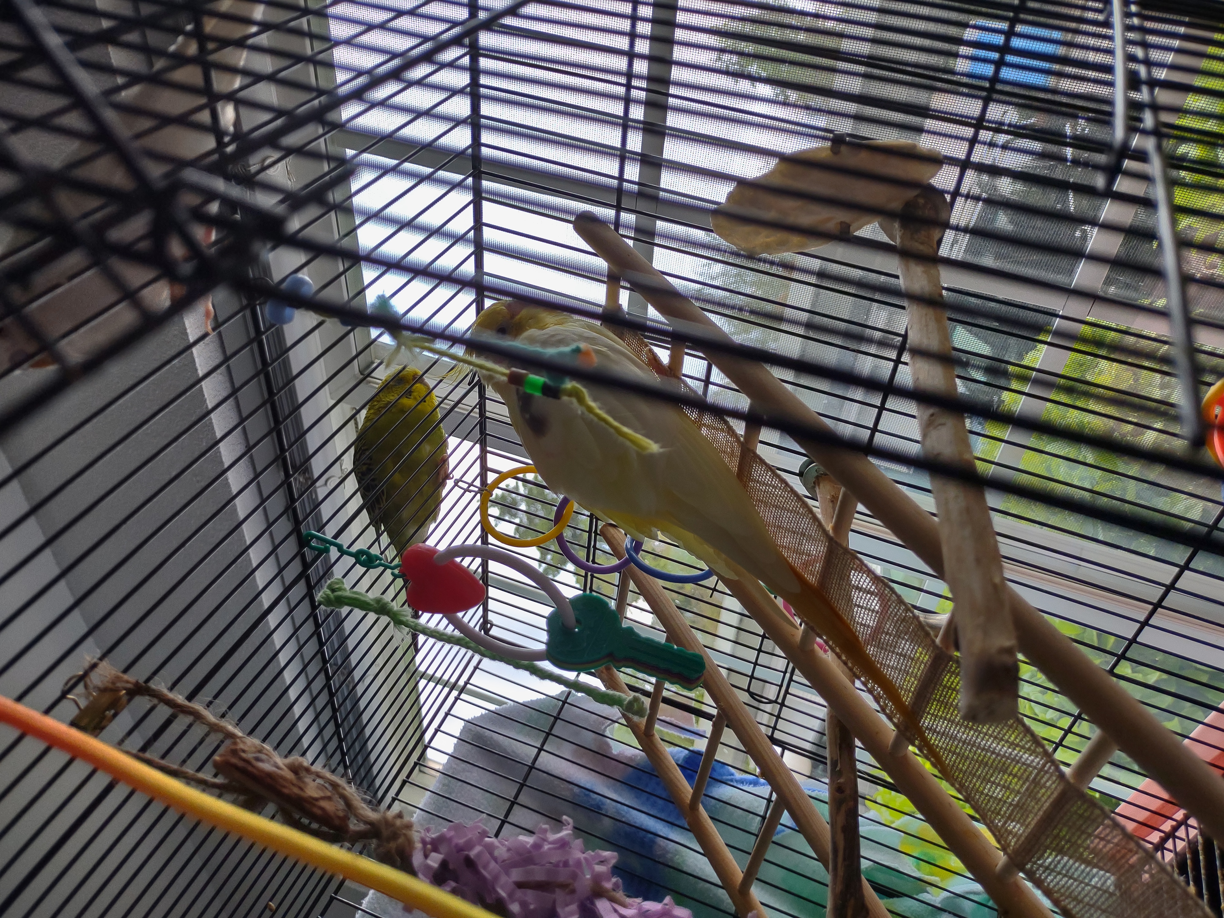 Lemon and BB in traditional barred cage